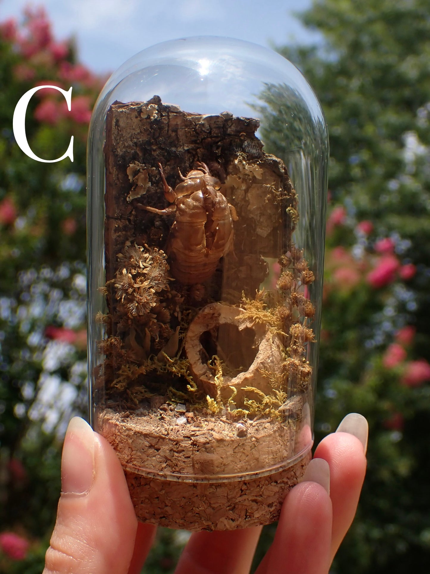 Cicada Shell Dome