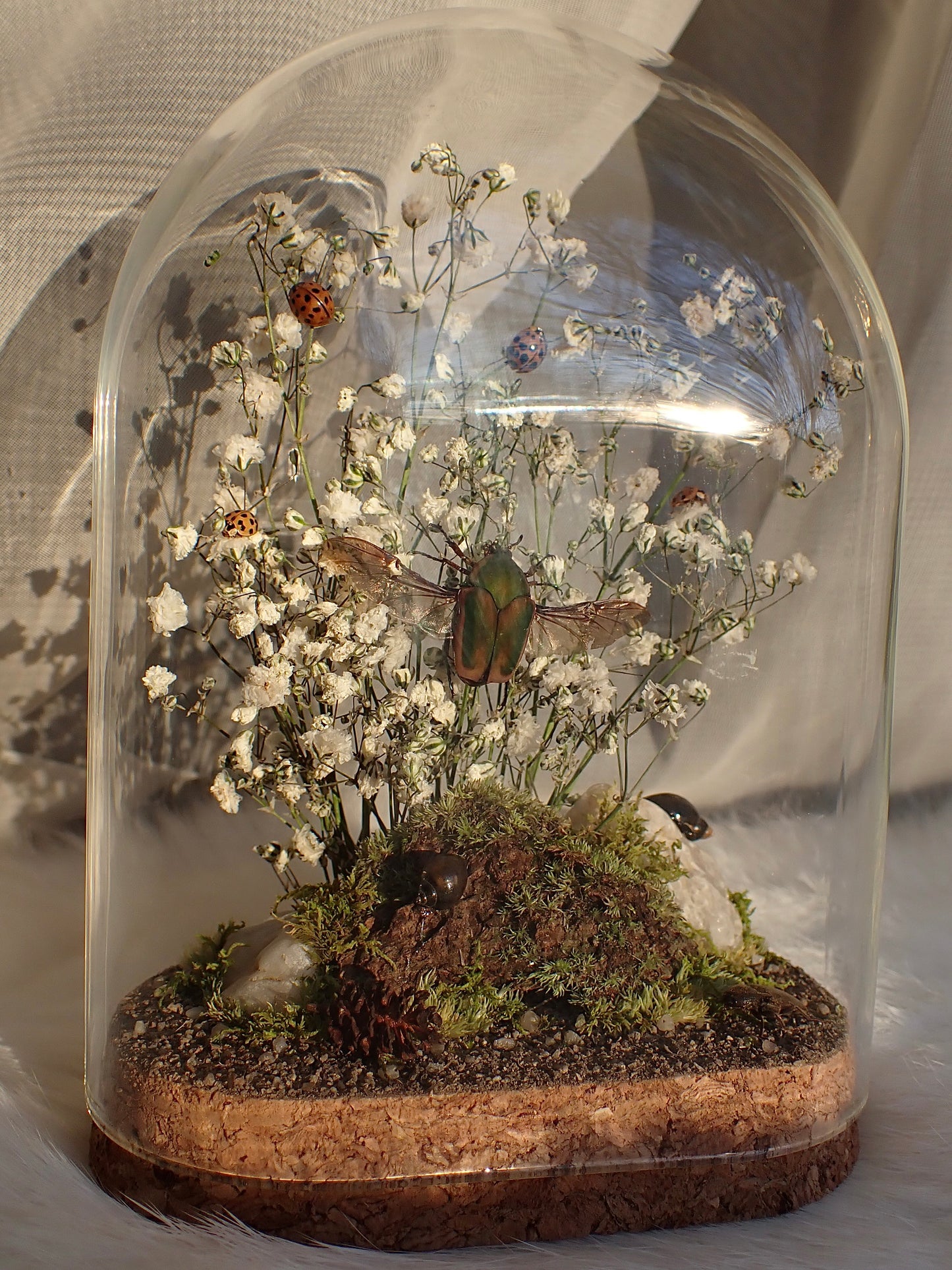 June Beetle Oval Dome