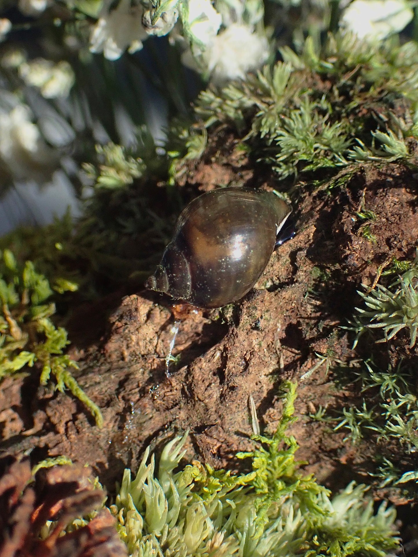 June Beetle Oval Dome