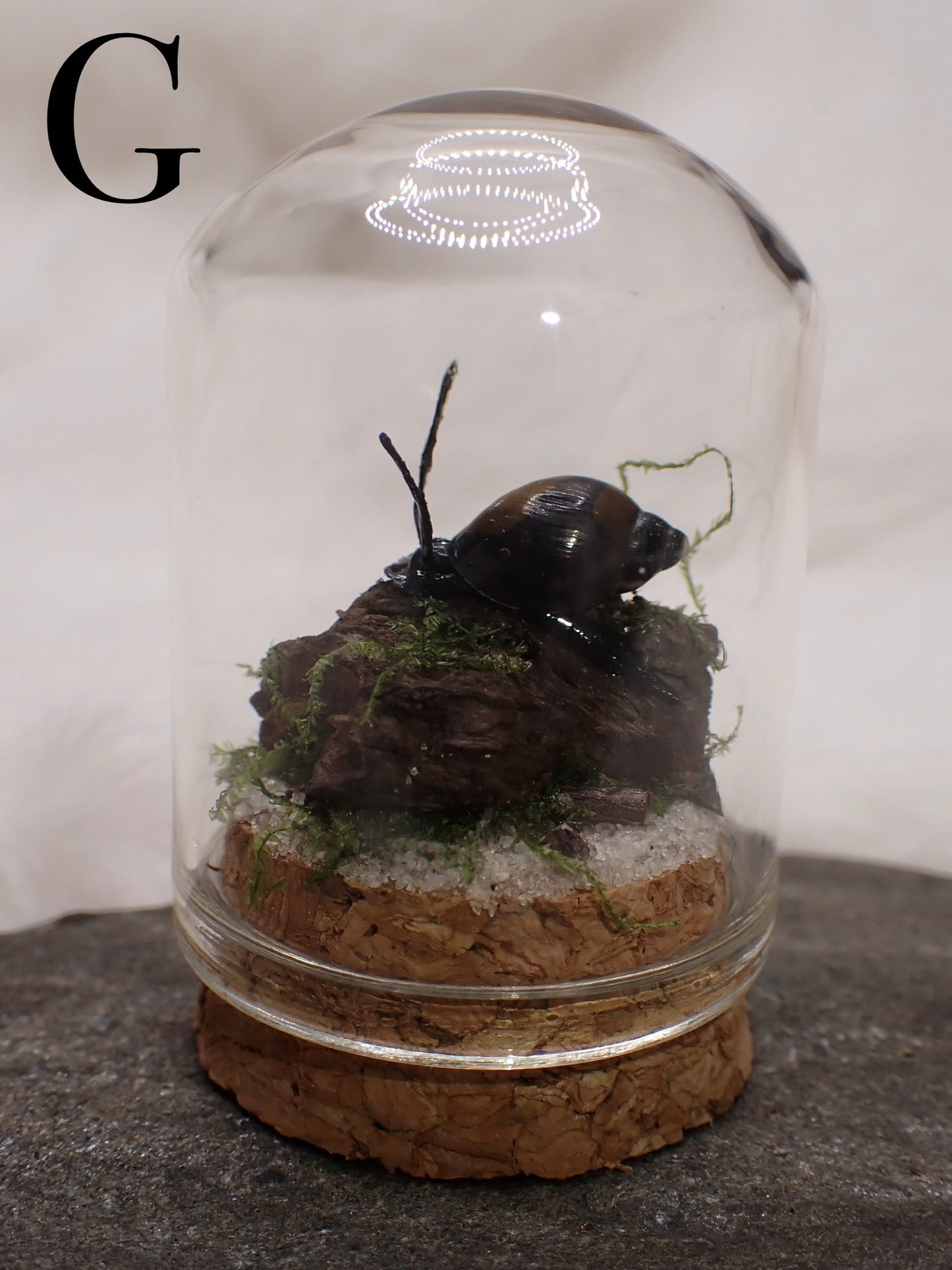 Bladder Snail Domes