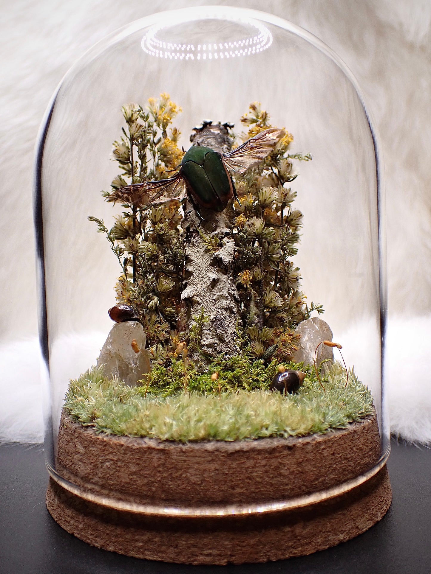 Green June Beetle Dome