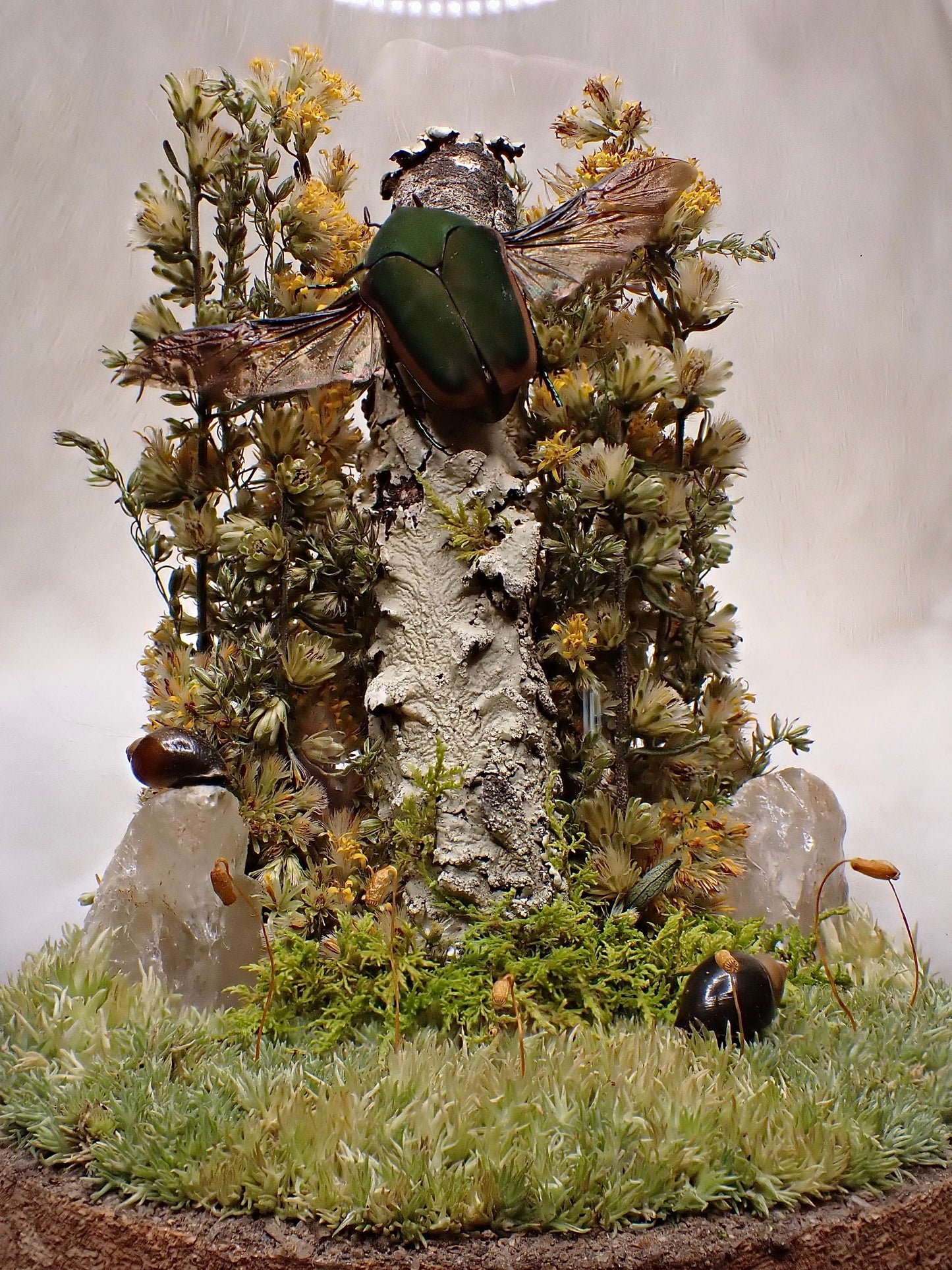 Green June Beetle Dome