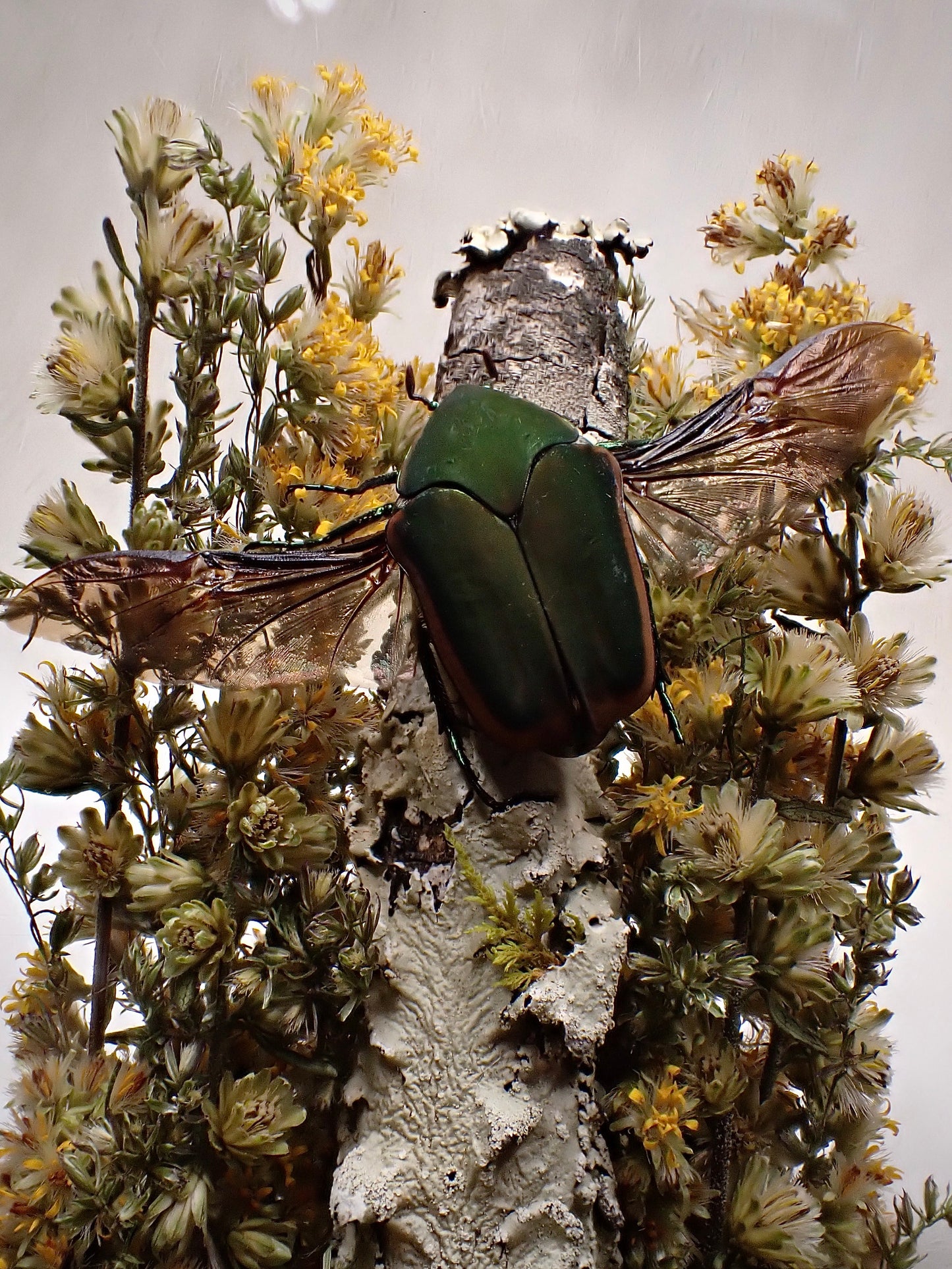 Green June Beetle Dome