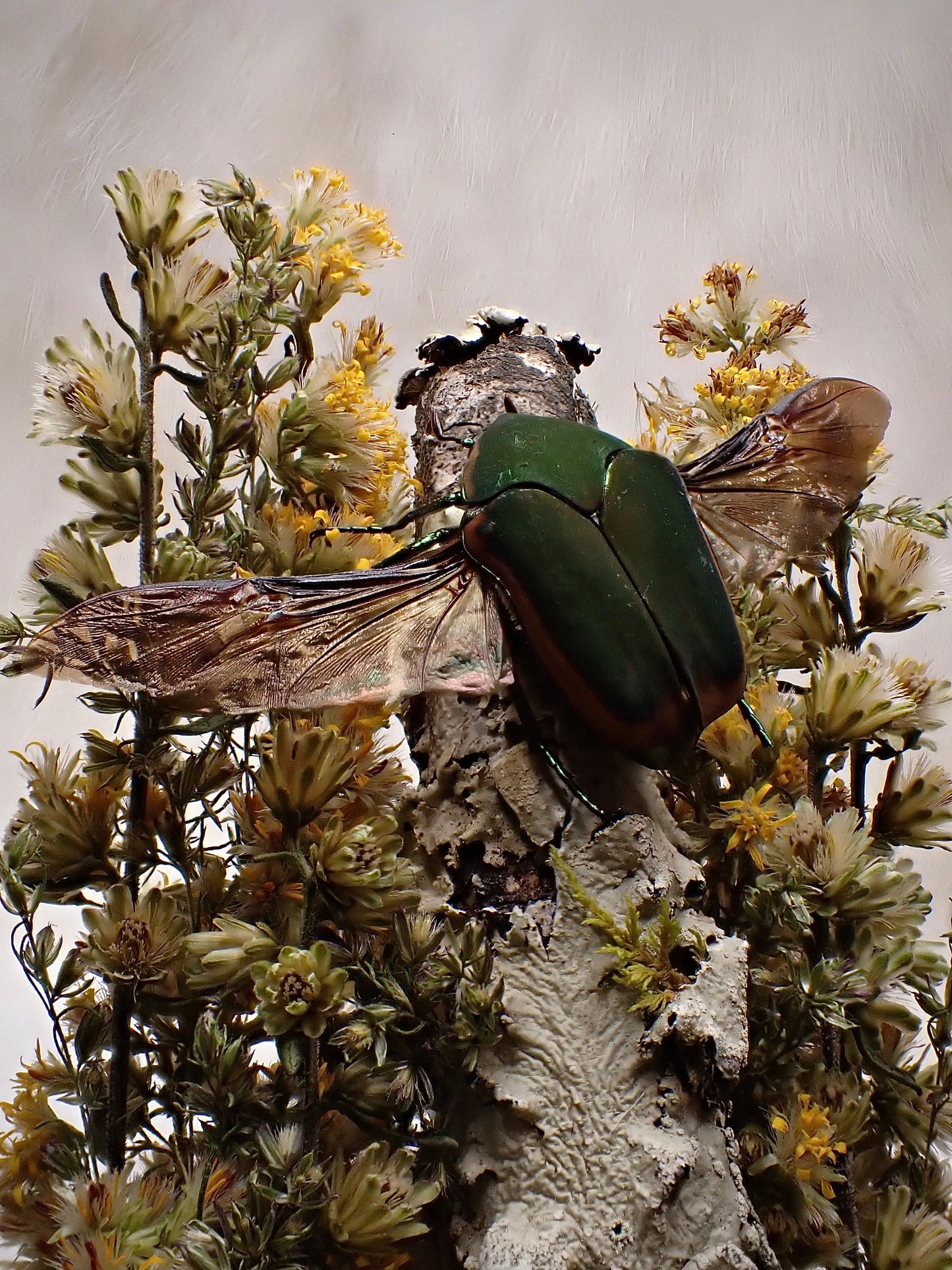 Green June Beetle Dome