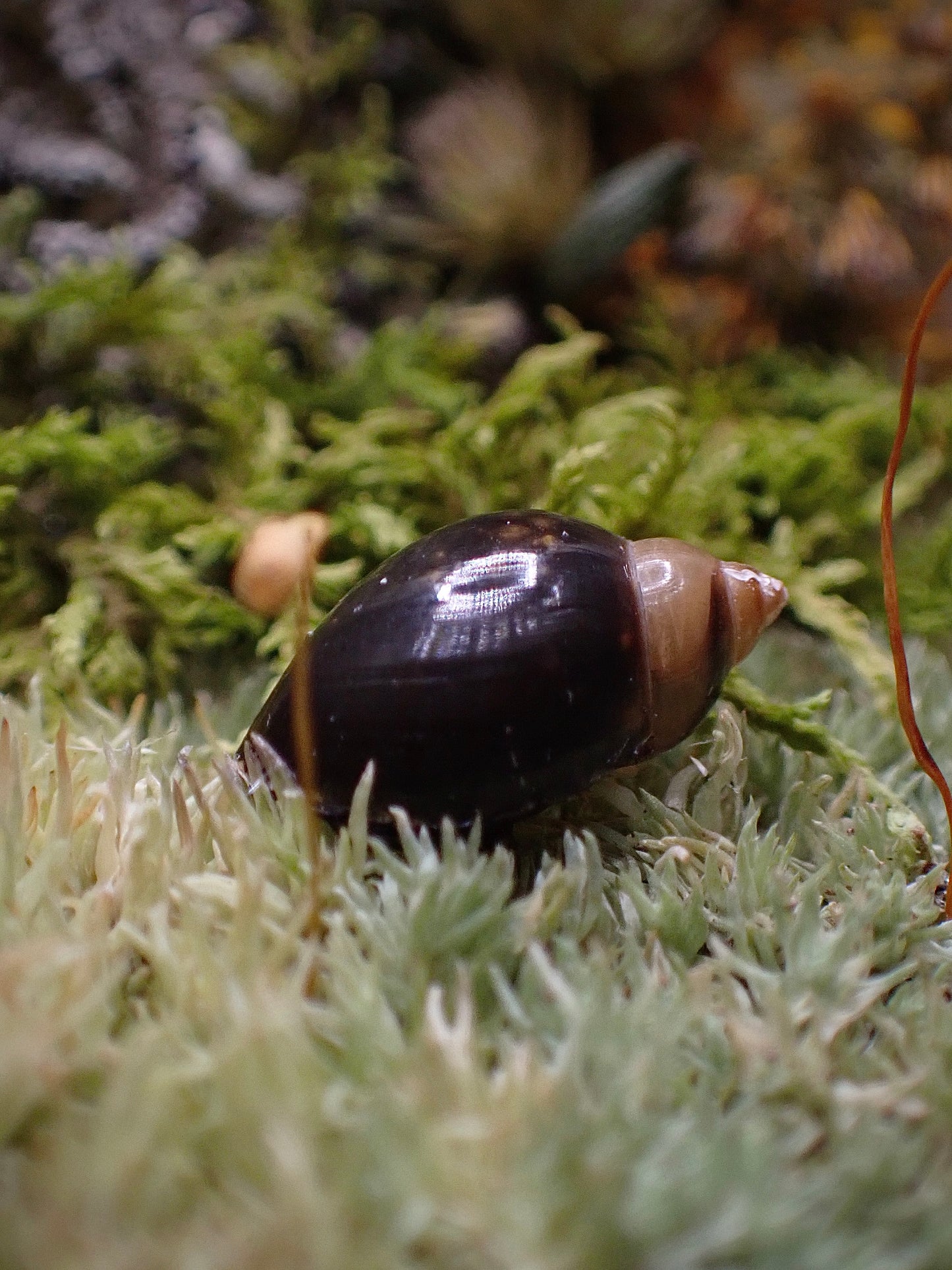 Green June Beetle Dome