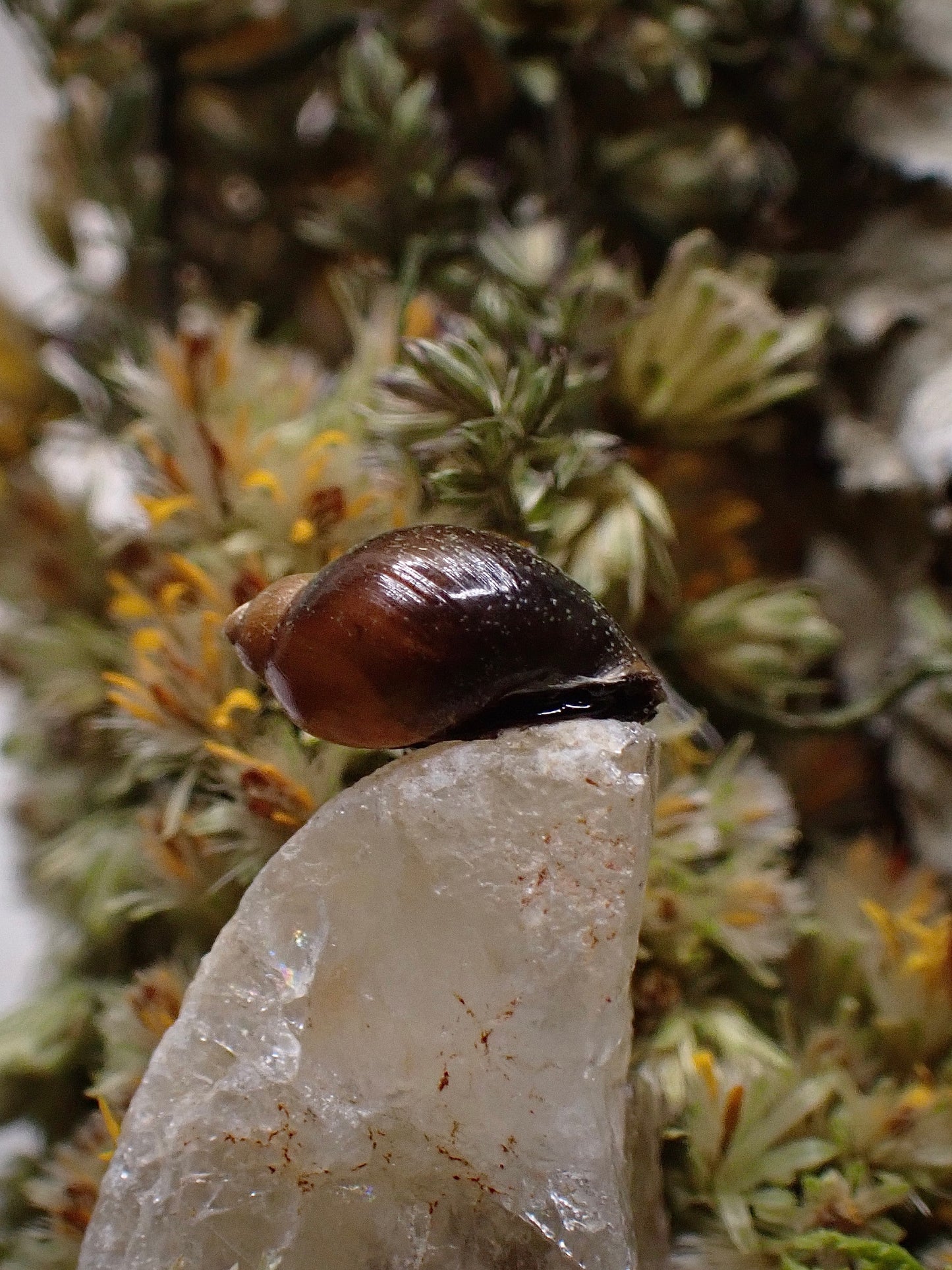 Green June Beetle Dome