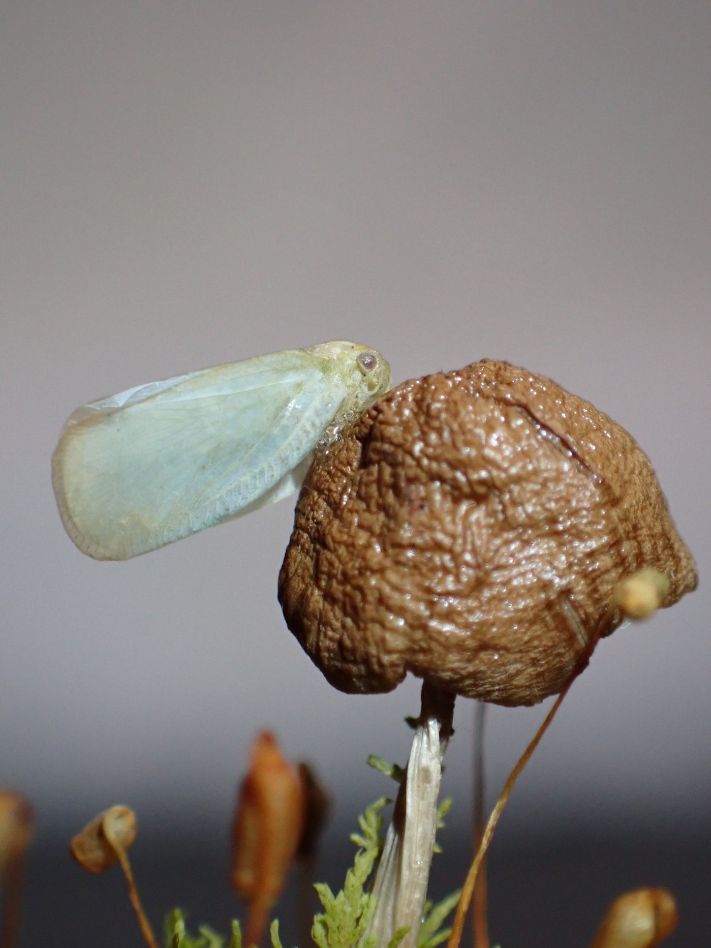 Micro Planthopper Dome