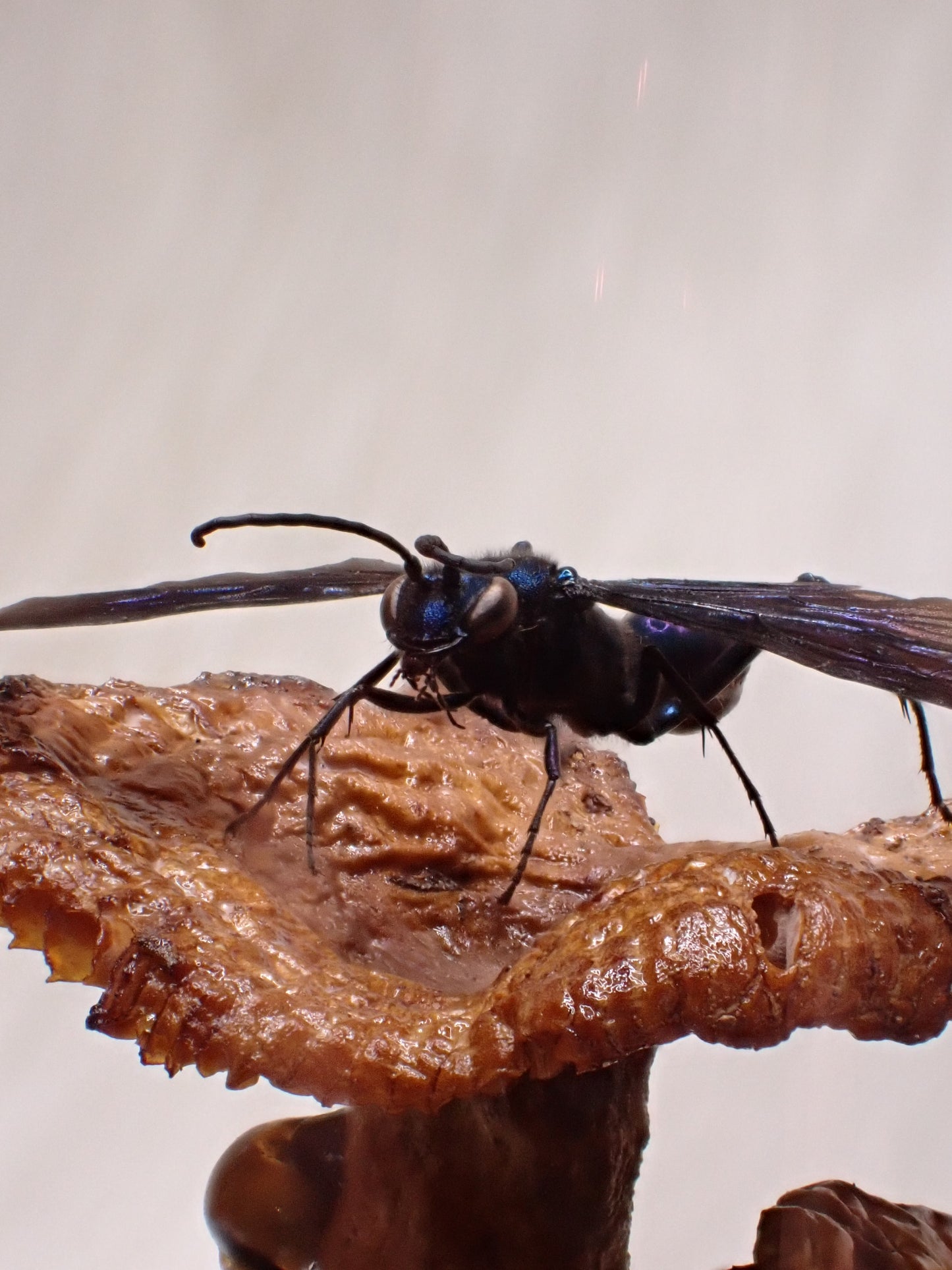 Blue Mud Dauber Wasp Dome