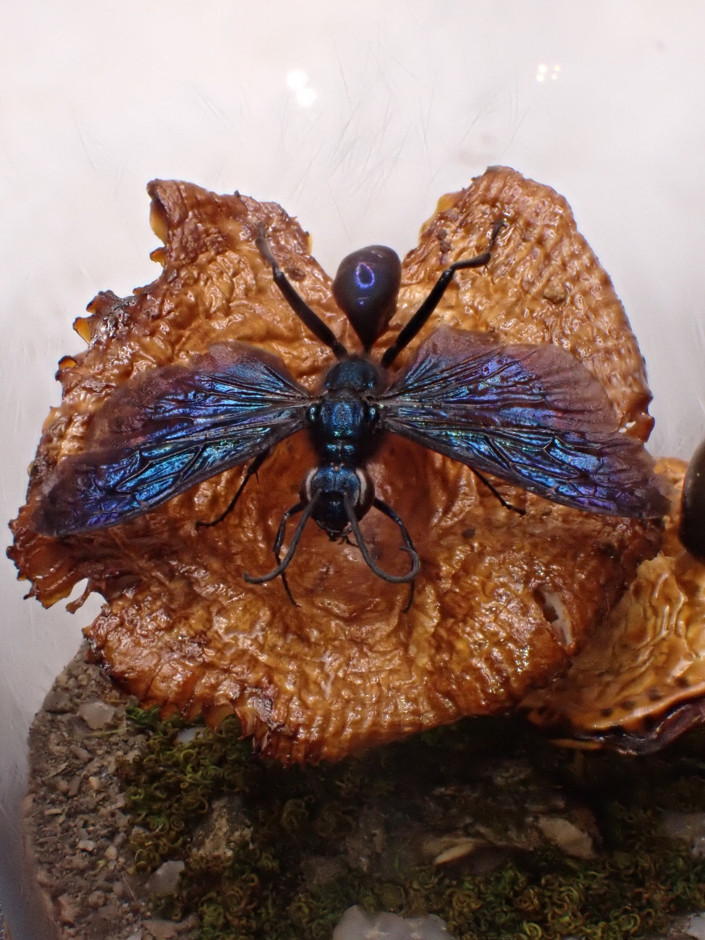 Blue Mud Dauber Wasp Dome