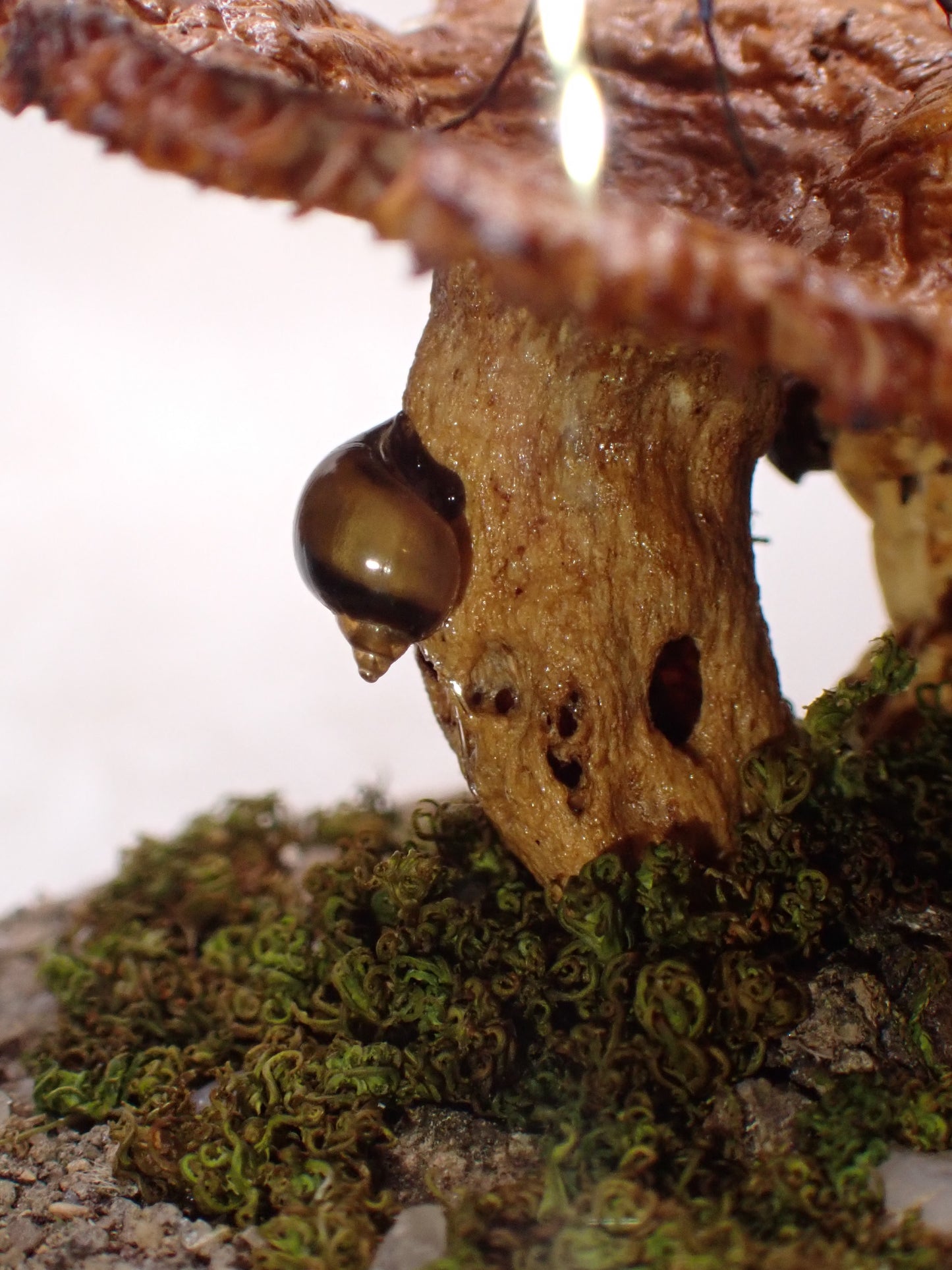 Blue Mud Dauber Wasp Dome