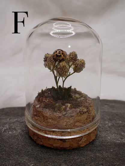 Lady Beetle Domes