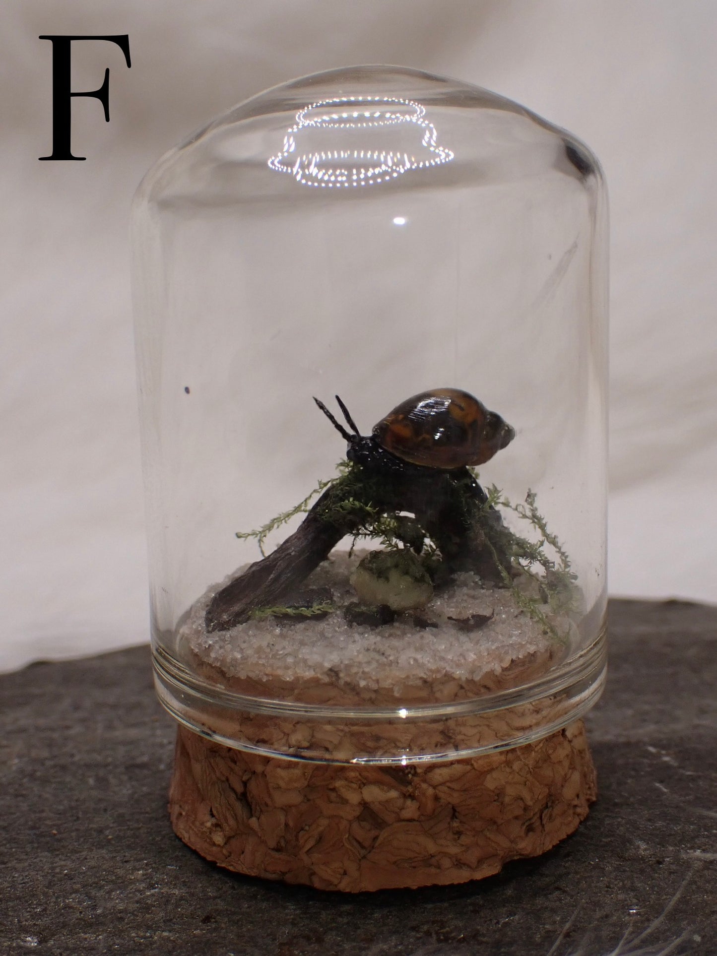 Bladder Snail Domes