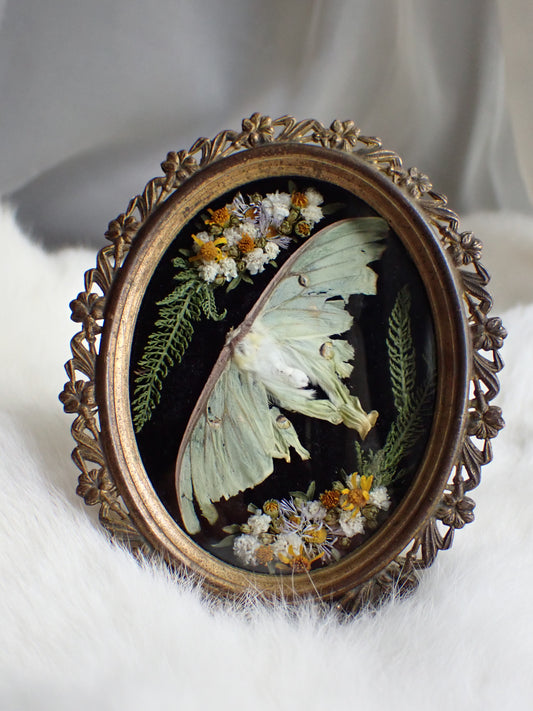 Luna moth frame