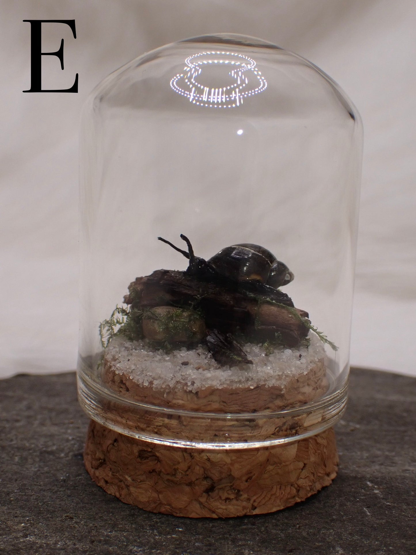 Bladder Snail Domes