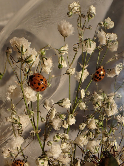 June Beetle Oval Dome