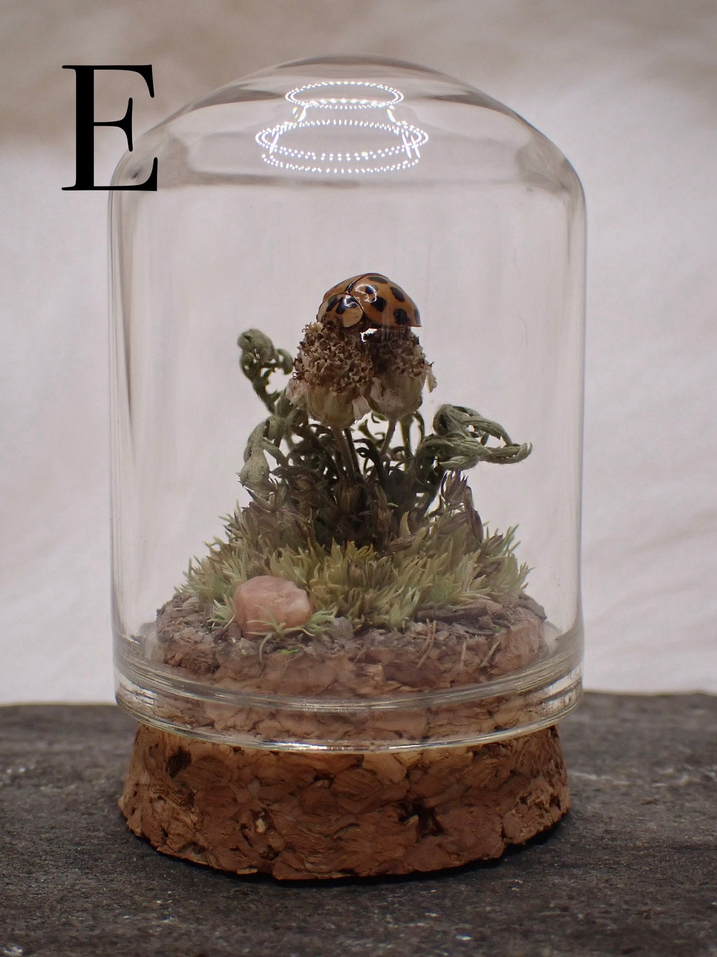 Lady Beetle Domes