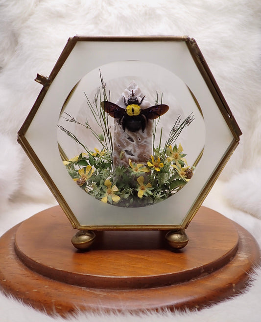 Carpenter Bee Display