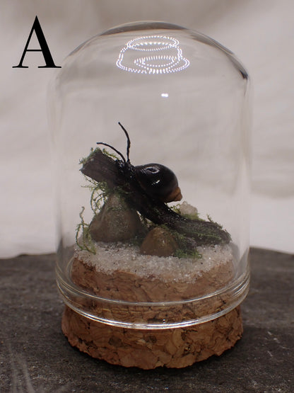 Bladder Snail Domes