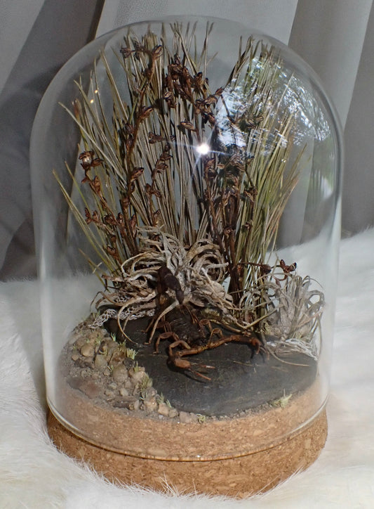 Scorpion Dome