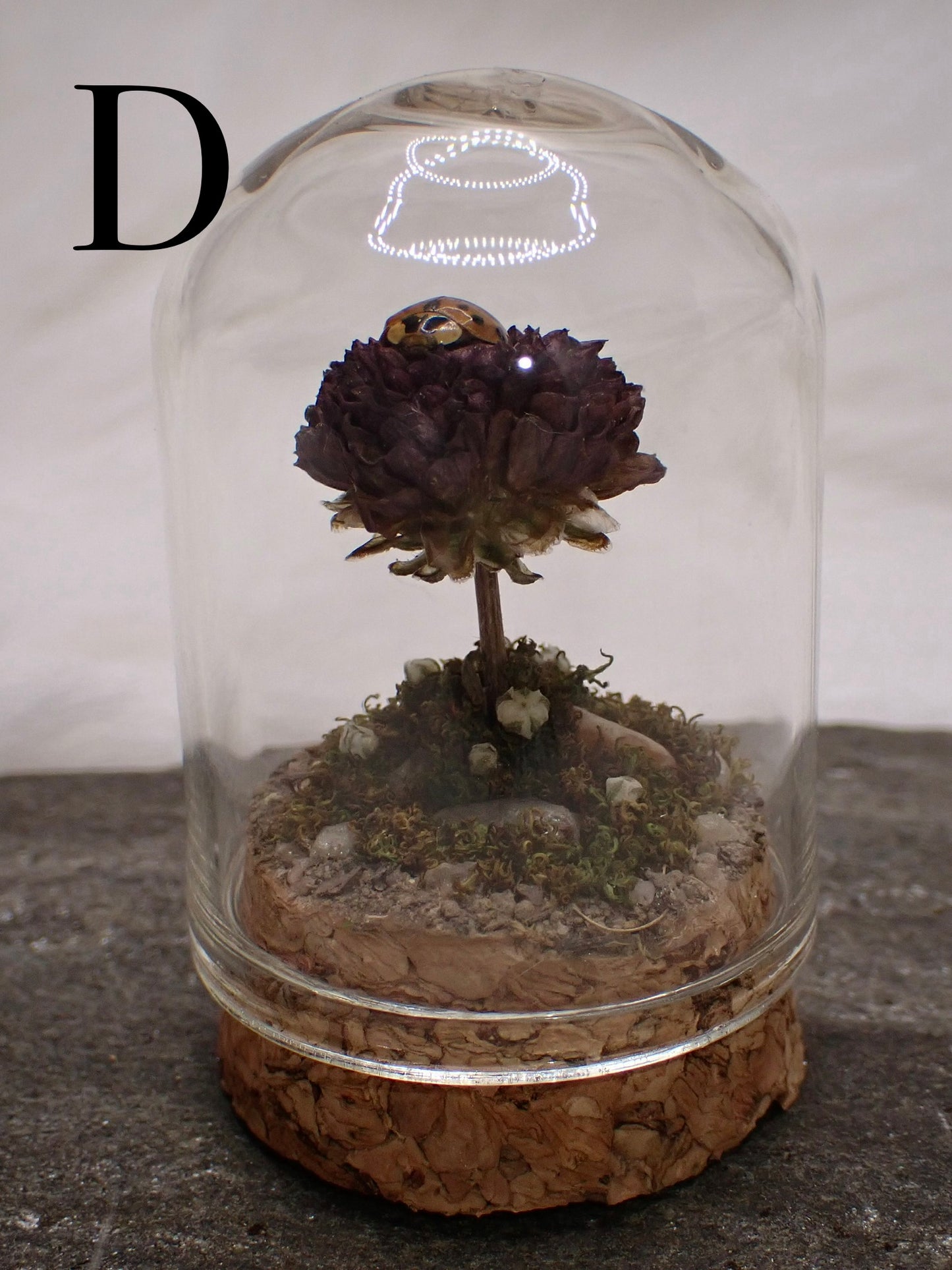 Lady Beetle Domes