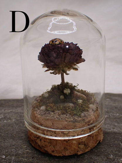 Lady Beetle Domes
