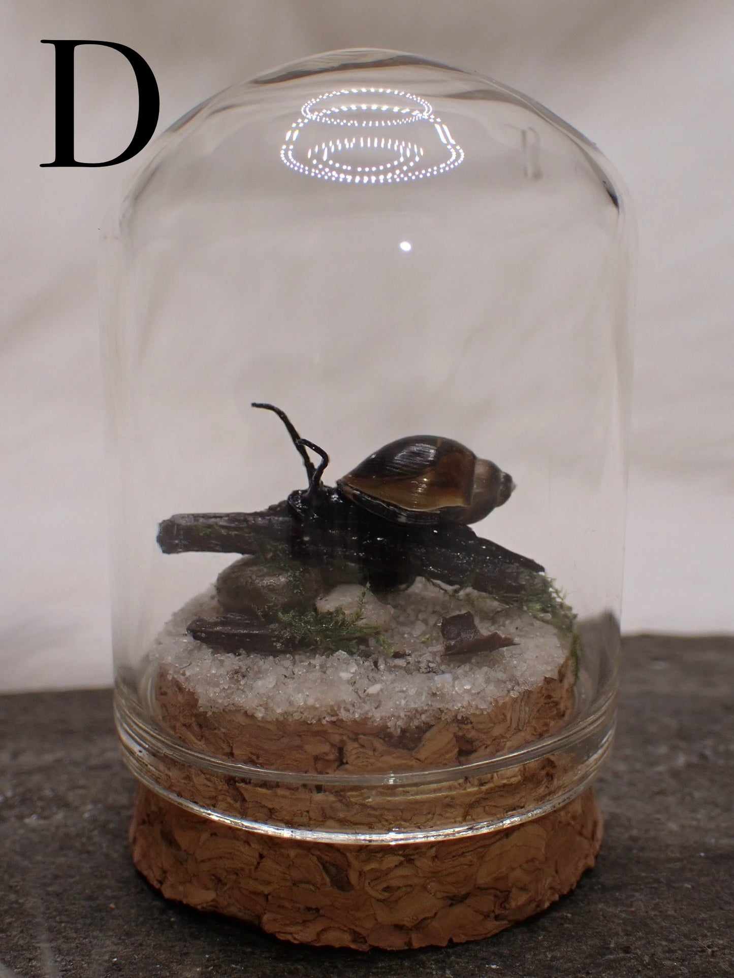 Bladder Snail Domes