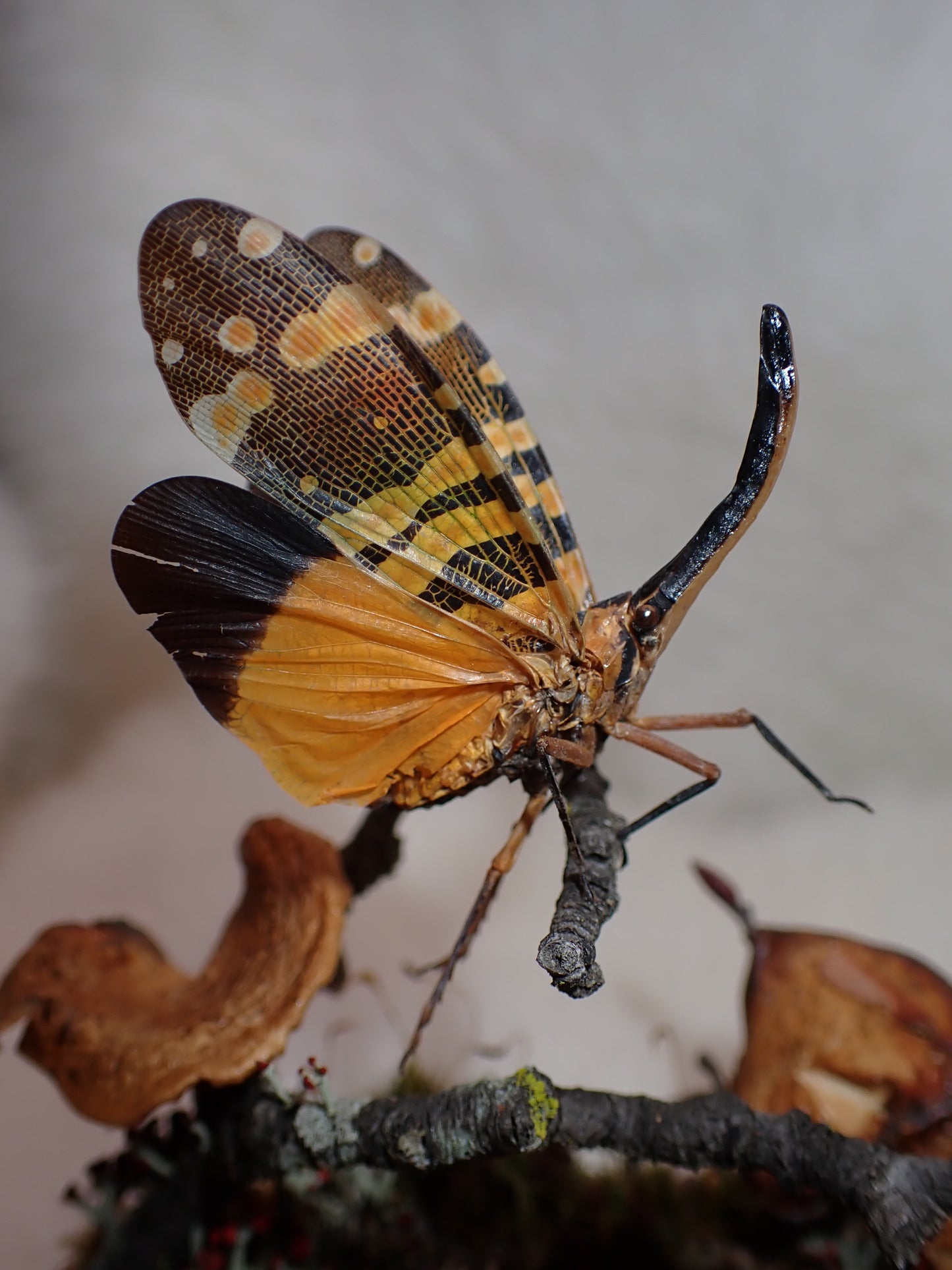 Lanternfly Oval Dome