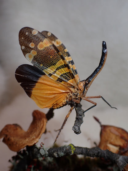 Lanternfly Oval Dome