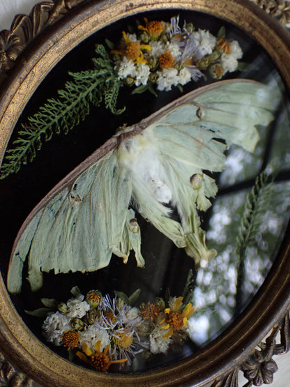Luna moth frame