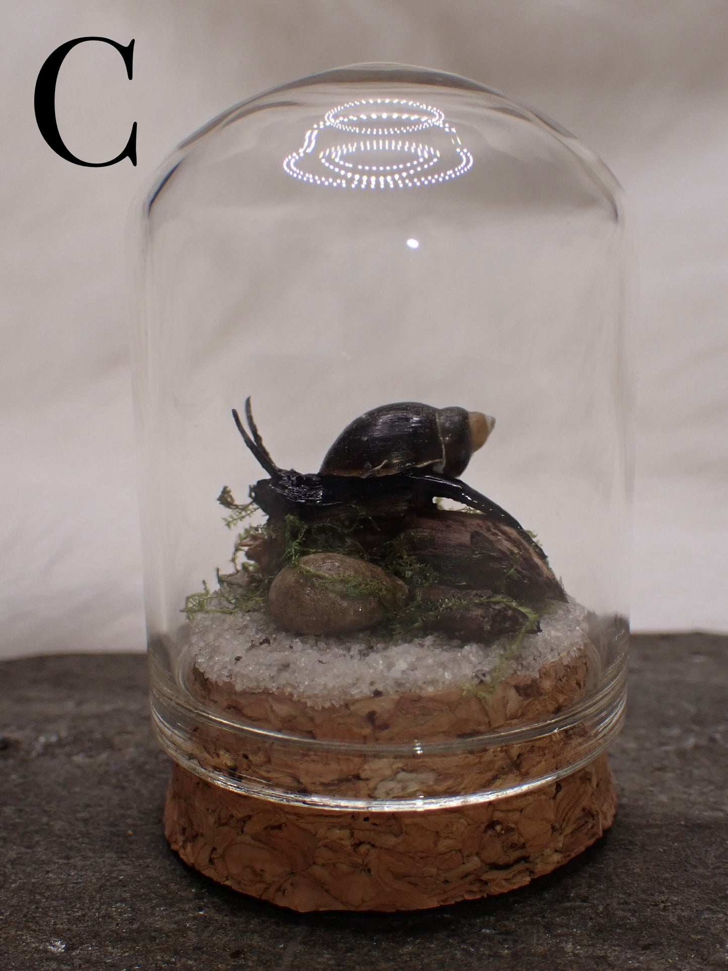 Bladder Snail Domes