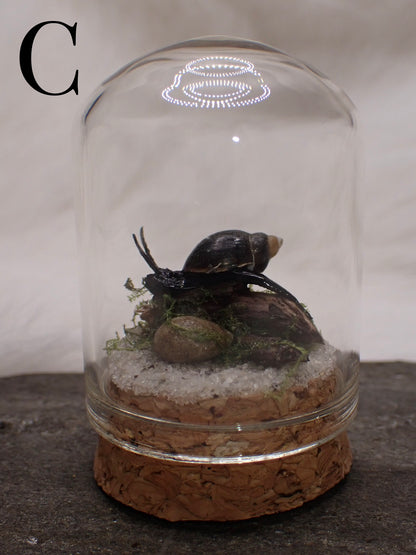 Bladder Snail Domes