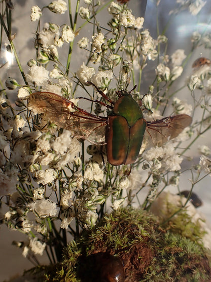June Beetle Oval Dome