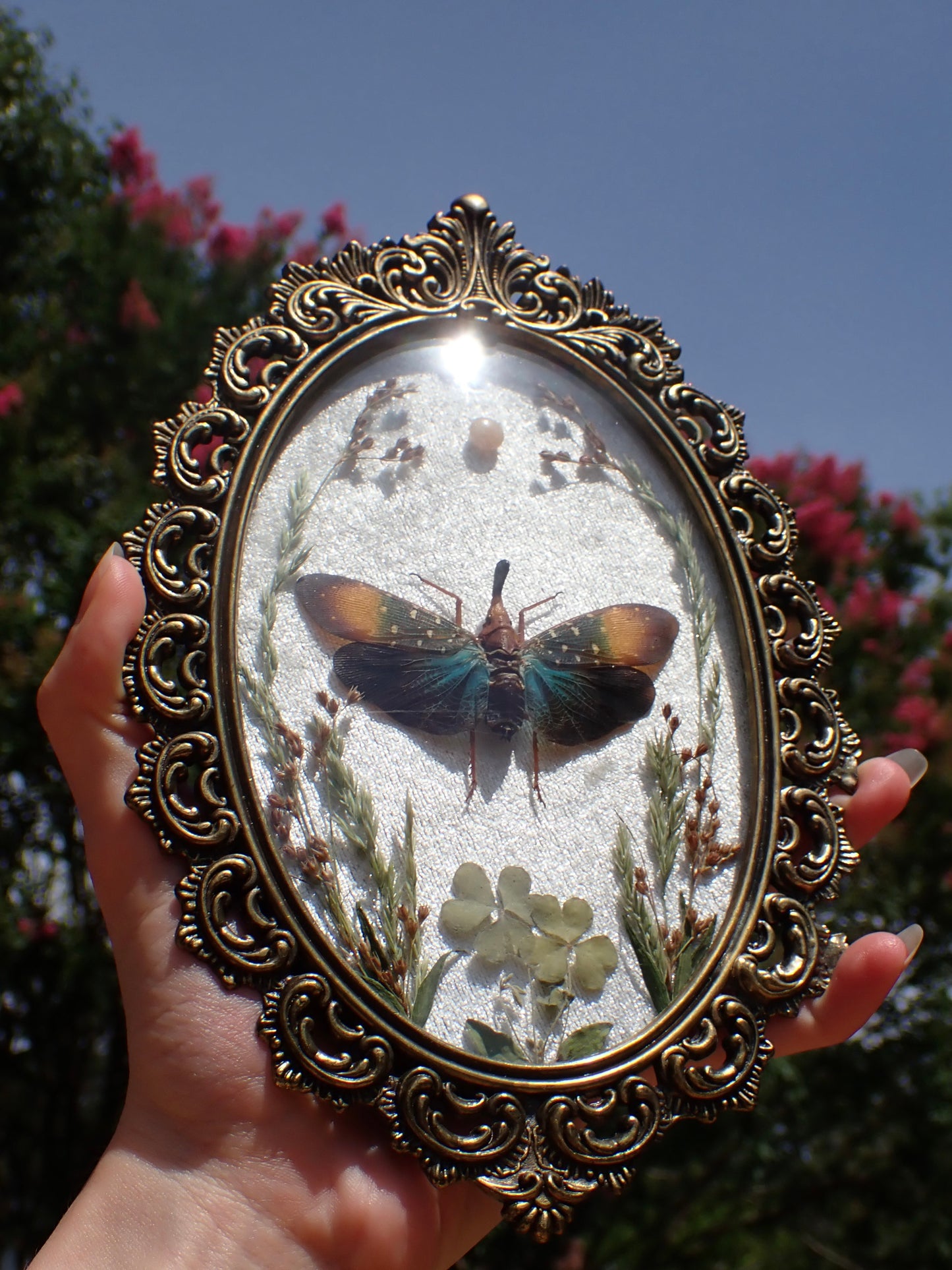 Lanternfly Frame