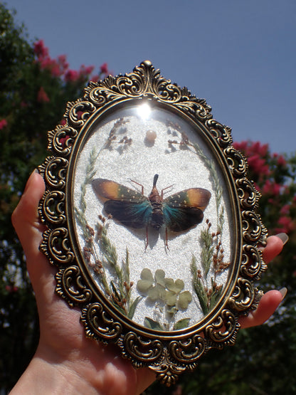 Lanternfly Frame