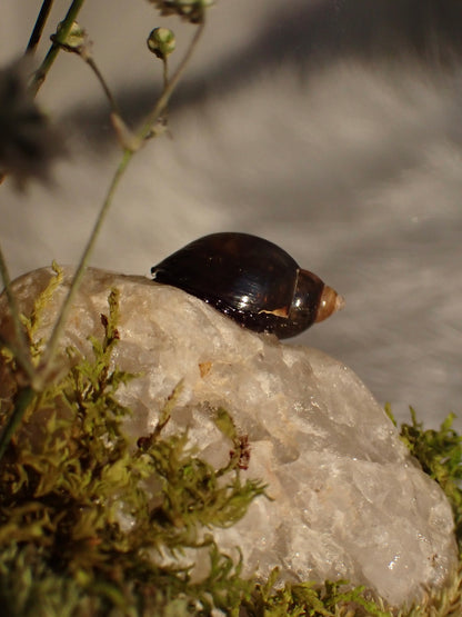 June Beetle Oval Dome