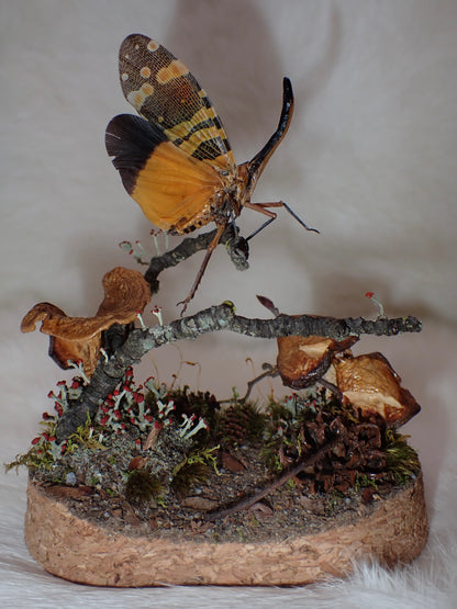 Lanternfly Oval Dome