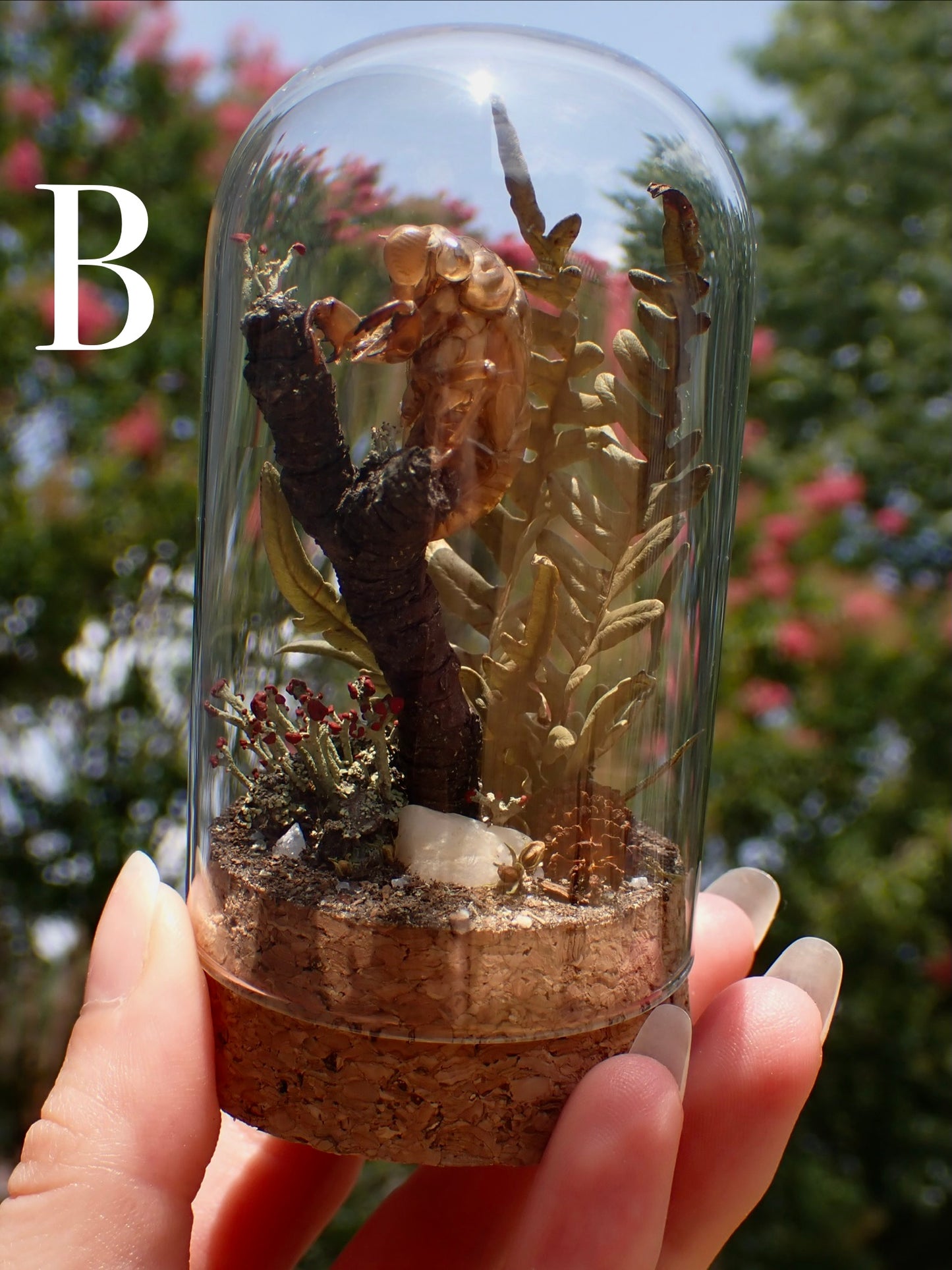 Cicada Shell Dome