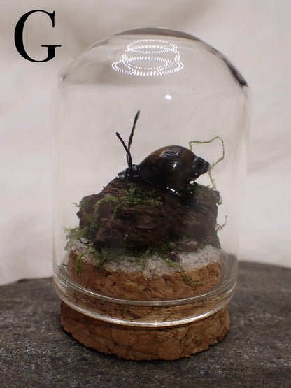 Bladder Snail Domes