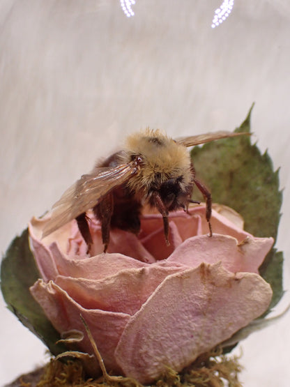 Bumble Bee Dome