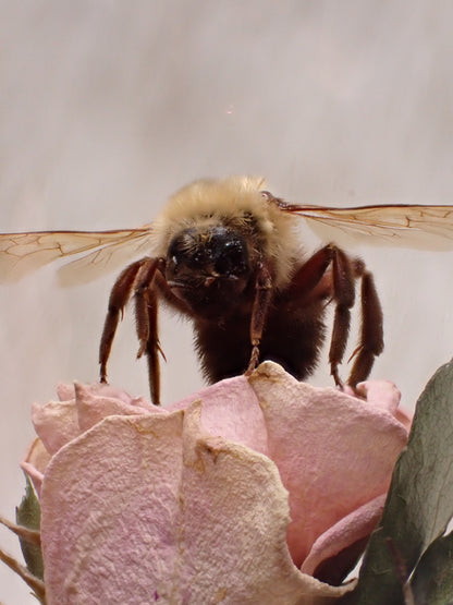 Bumble Bee Dome