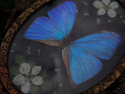 Vintage Blue Morpho Frame