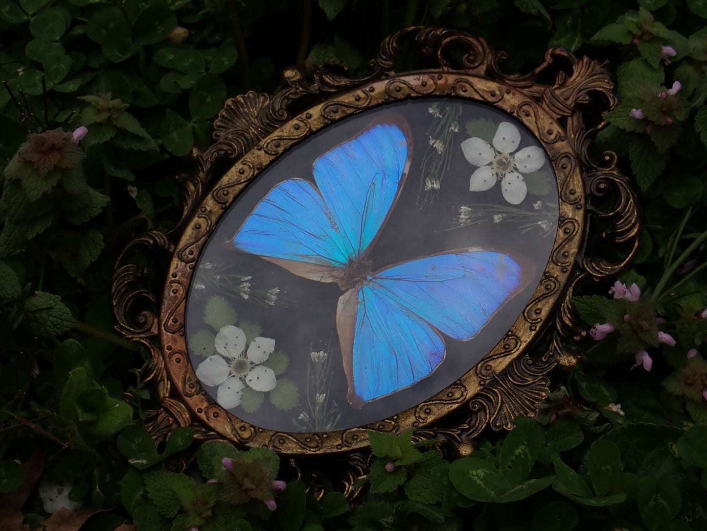 Vintage Blue Morpho Frame