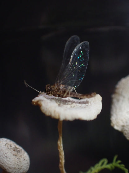 Micro Mushroom Dome