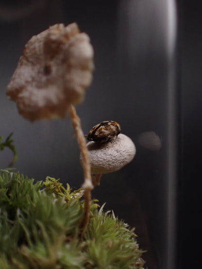 Micro Mushroom Dome