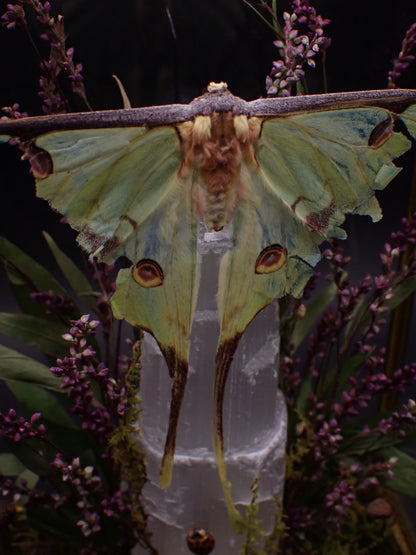 Natural Death African Moon Moth