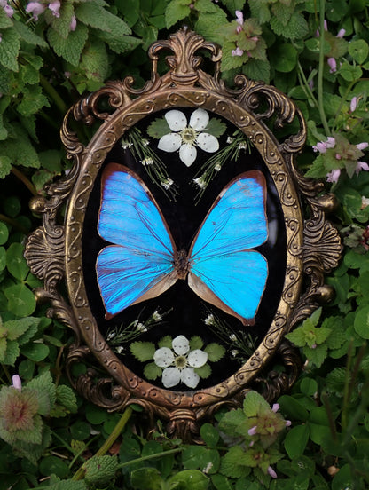 Vintage Blue Morpho Frame