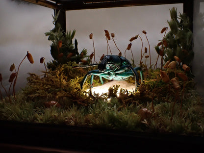 Turquoise Weevil Display