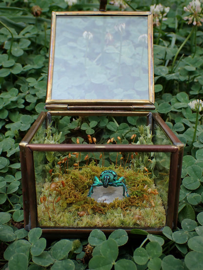 Turquoise Weevil Display