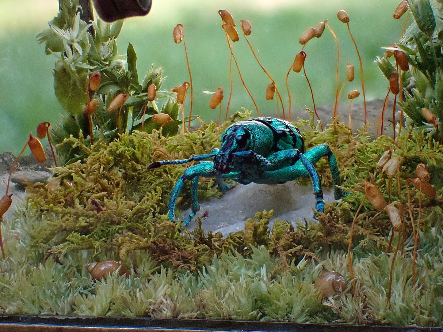 Turquoise Weevil Display