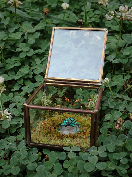 Turquoise Weevil Display